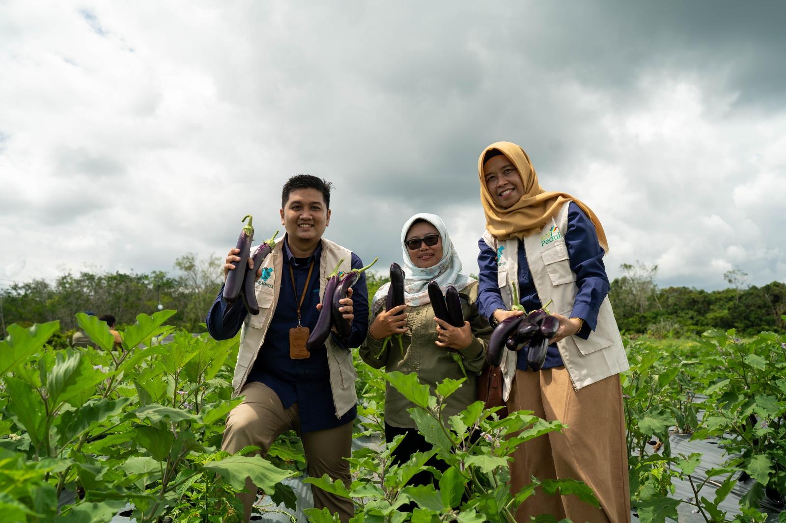 Electrifying Agriculture PLN Dorong Masyarakat Korban PHK Bangkit Jadi Petani Sukses