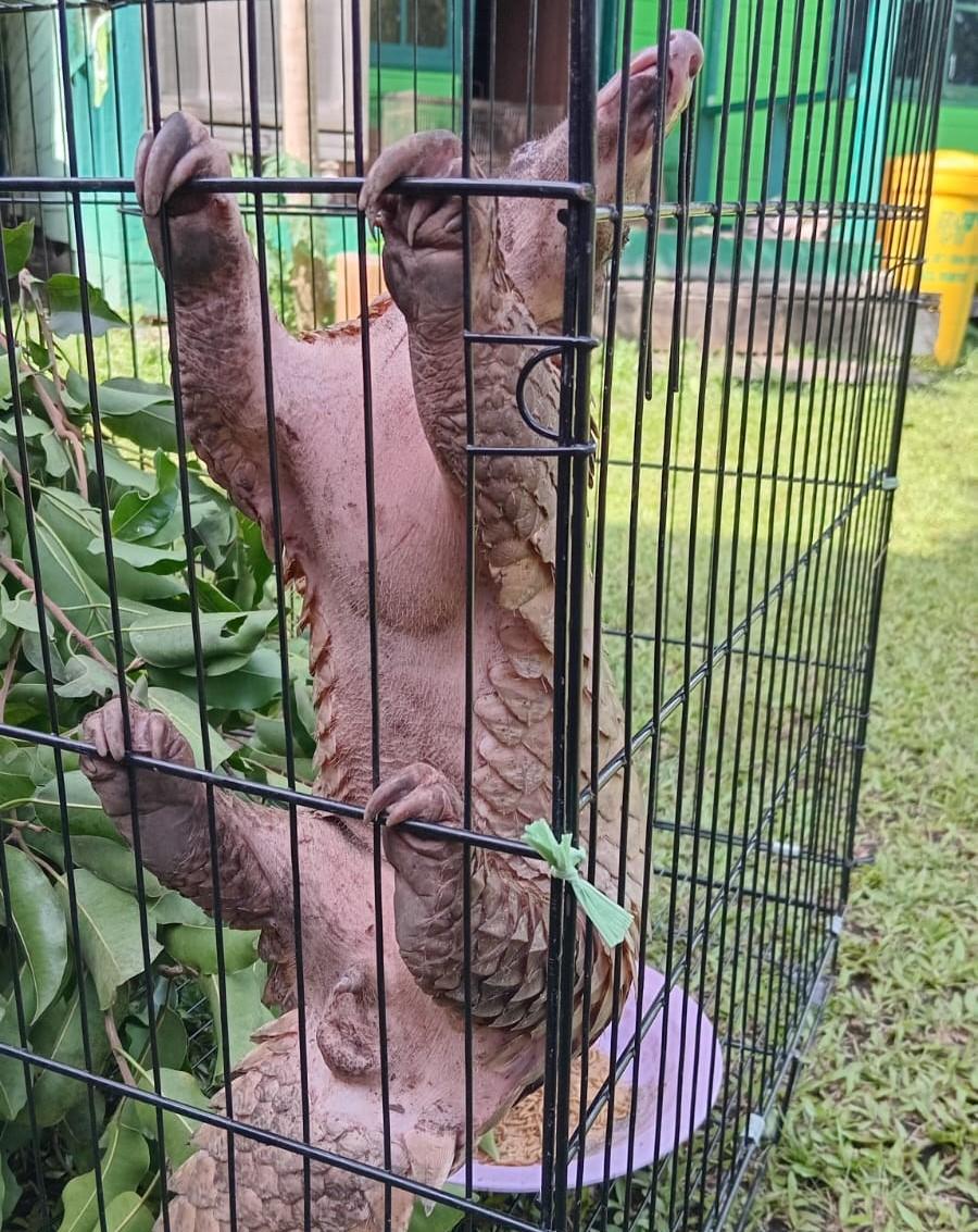 Warga Seruyan Serahkan Trenggiling Jantan ke BKSDA Resort Sampit, Ditemukan saat Bersihkan Kebun