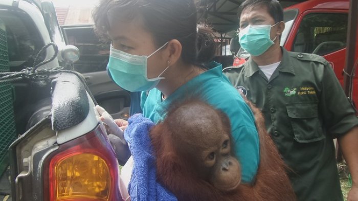 tribun-kalteng-bayi-orangutan_20170218_192544.jpg