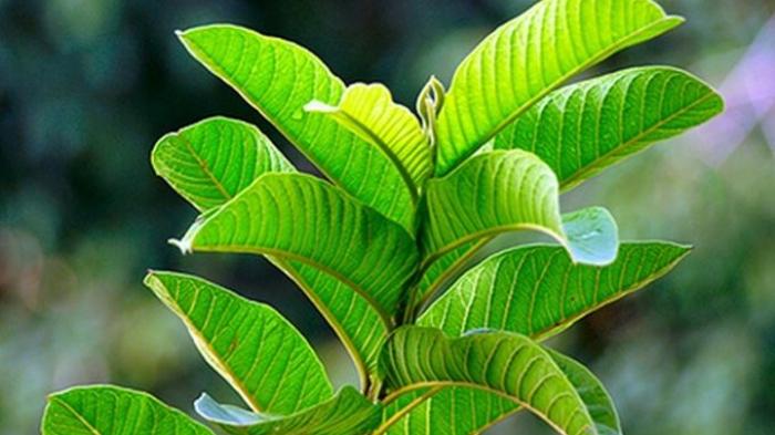 Manfaat Daun Jambu Biji Untuk Kecantikan, Bisa Cegah Penuaan! Simak Caranya