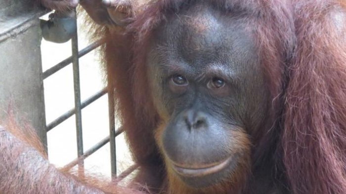 tribun-kalteng-orangutan_20170302_081808.jpg