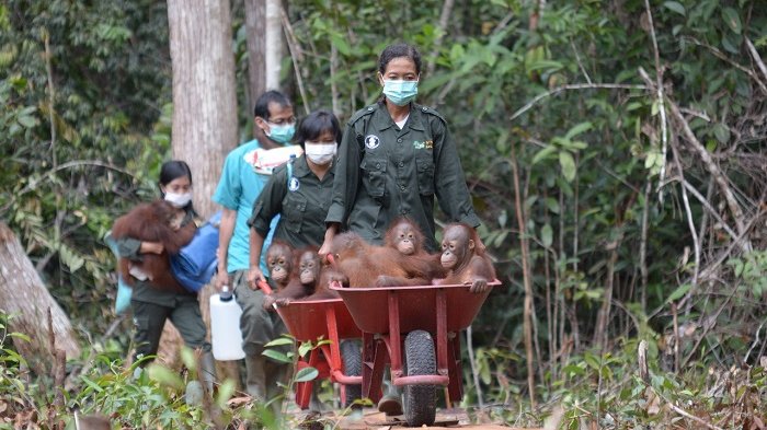 tribun-kalteng-orangutan_20170819_090353.jpg