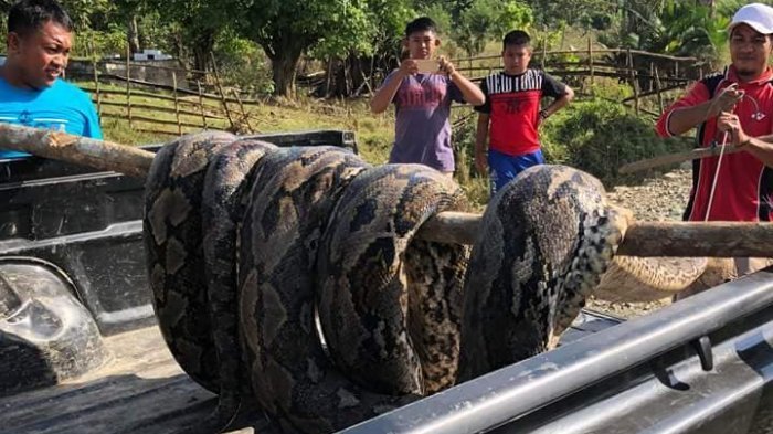 Ular Piton 4 Meter Lilit Kaki Tangan Pemancing Asal Kalsel, Pegang Pohon Agar Tak Jatuh ke Sungai