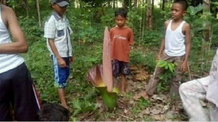 Warganet Heboh Bunga Bangkai, Ternyata Nama dalam Bahasa Banjar Bikin Ngakak!