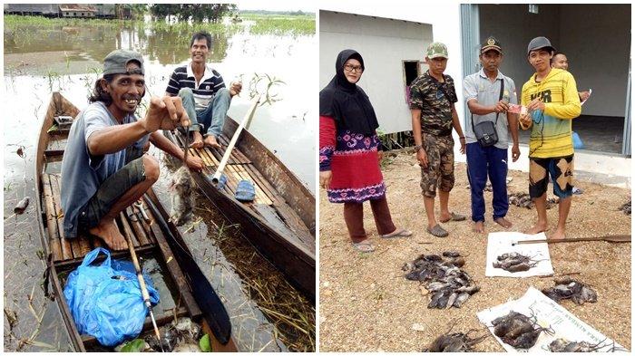 tribunkalteng-buru-tikus.jpg