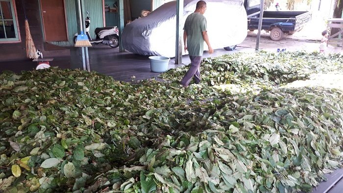 tribunkalteng-daun-sapat_20180221_090932.jpg