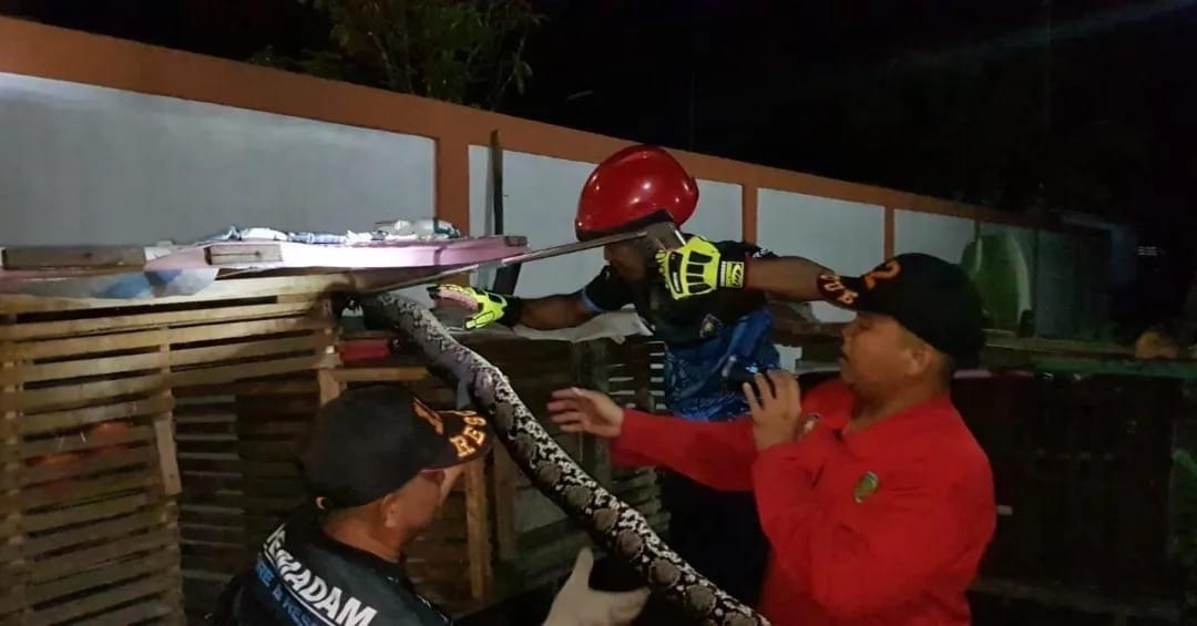ular-piton-panjang-4-meter-di-tangkuhis.jpg