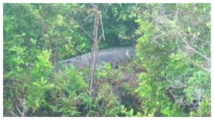 video-penampakan-buaya-ukuran-besar-di-Pulau-Hanaut-Kotim.jpg