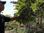 Agrowista-Buah-Cipta-rasa.jpg