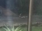 Buaya-di-Kotim-okkkk-11.jpg