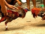 Judi-Sabung-ayam.jpg