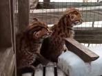 Kucing-Kuwukkk.jpg