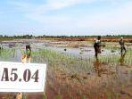 Lipsus-cetak-sawah-di-dadahup-Kalteng-2.jpg
