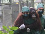Petugas-BOSF-dan-BKSDA-saat-melakukan-perawatan-dan-pelepasliran-Orangutan.jpg