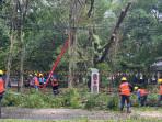 Pohon-tumbang-di-Willem-AS.jpg