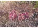 Tabung-Gas-LPG-jadi-sasaran-maling-29-Oktober-2025.jpg