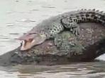 buaya-berjemur-kotim.jpg