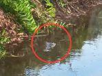buaya-di-sampit-f.jpg