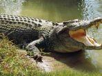 buaya-dibfifjkc.jpg