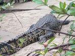 buaya-kbfdlknflkmfkl.jpg
