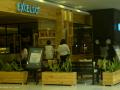 excelso-di-qmal.jpg