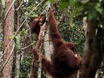 orang-utan-tanjung-puting-lho.jpg