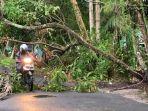 pohon-tumbang-dok-pangkan.jpg