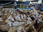 tribun-kalteng-kambing-kurban_20180809_110318.jpg