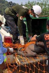 KSDA Kaltim Evakuasi Orang Utan Jantan di Kongbeng Kutai Timur