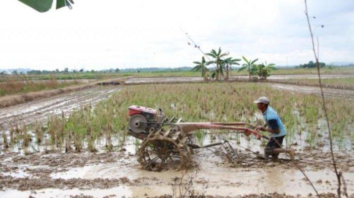 Dampak El Nino Kaltim Ganggu Produksi Padi dan Turunkan Luasan Lahan Panen