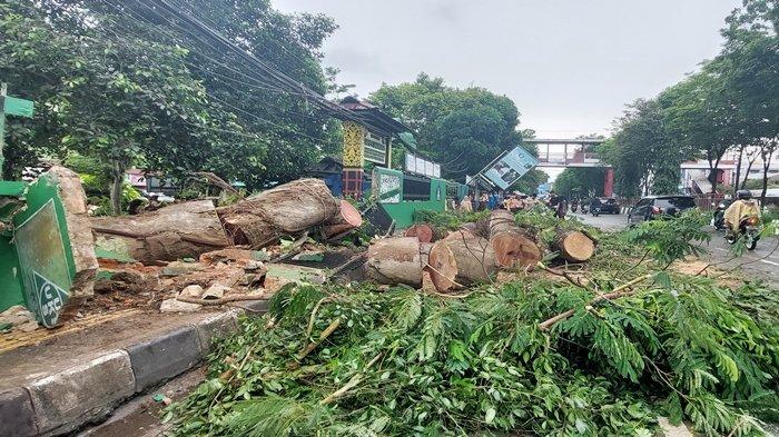 Pohon Sengon Setinggi 40 Meter di Samarinda Tumbang ke Dinding Pagar SMPN 4