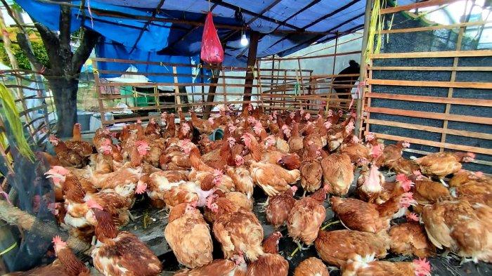 Jelang Lebaran Idul Fitri 1445 Hijriah, Harga Ayam Merah di Paser Tembus Rp80 Ribu Per Ekor