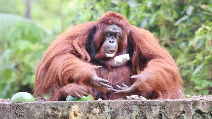 ORANGUTAN DI KALTIM - Orangutan yang berada di Borneo Orangutan Survival Foundation (BOSF), Samboja, Kutai Kartanegara, Provinsi Kalimantan Timur pada Selasa (22/4/2025). BOSF mencatat bahwa sekitar 90 persen orangutan yang masuk ke pusat rehabilitasi adalah korban konflik dengan manusia. Faktor utama penyebabnya adalah degradasi dan alih fungsi habitat menjadi kawasan industri, pemukiman, dan perkebunan. (TRIBUNKALTIM.CO/DWI ARDIANTO)