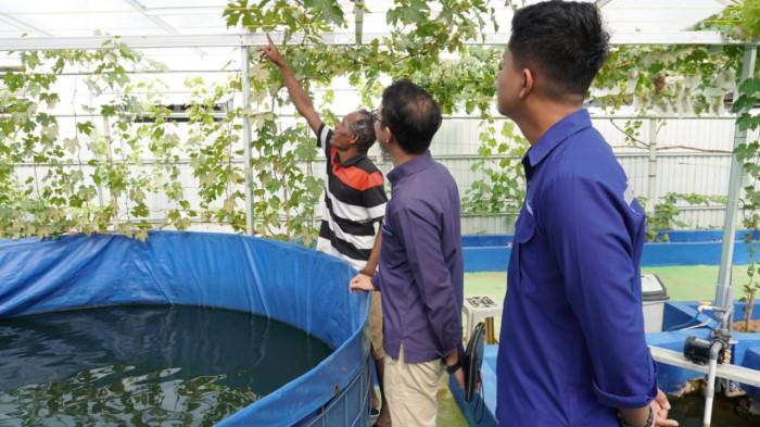 Edy Burhanudin selaku Ketua Pokmas Cempakasari (paling kiri) berbagi cerita tentang perawatan tanaman anggur kepada tim PLN di area green house tanaman holtikultura (Integrated Farming), (23/9).