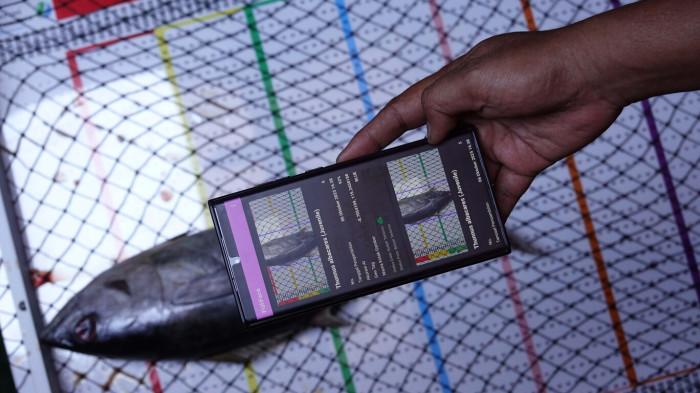 FOTO IKAN FISHFACE - Pendataan ikan dengan FishFace. Saat ini FishFace telah diintegrasikan dengan E-Logbook V3. Nelayan cukup mengambil foto ikan menggunakan ponsel pintar yang terhubung dengan
aplikasi E-Logbook. Sistem kemudian akan secara otomatis mengidentifikasi spesies, ukuran, dan berat ikan dengan akurasi tinggi. Data ini akan langsung masuk ke basis data nasional. (HO/Nugroho Arif Prabowo/YKAN)