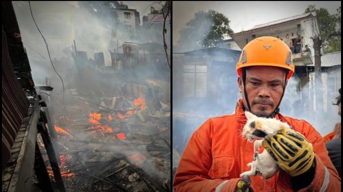 Kisah Heroik Damkar Selamatkan Anak Kucing Saat Kebakaran di Balikpapan: Terjebak di Seng Panas