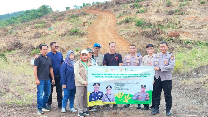 Lahan Eks Tambang di Paser Disulap Jadi Sentra Jagung, Dukung Program Ketahanan Pangan Nasional