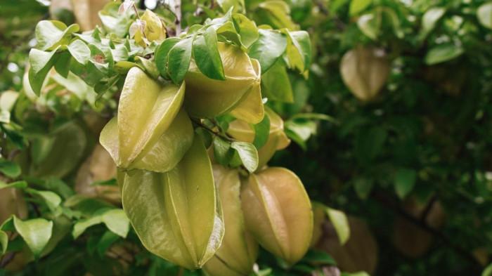 5 Manfaat Buah Belimbing yang Efektif untuk Turunkan Berat Badan