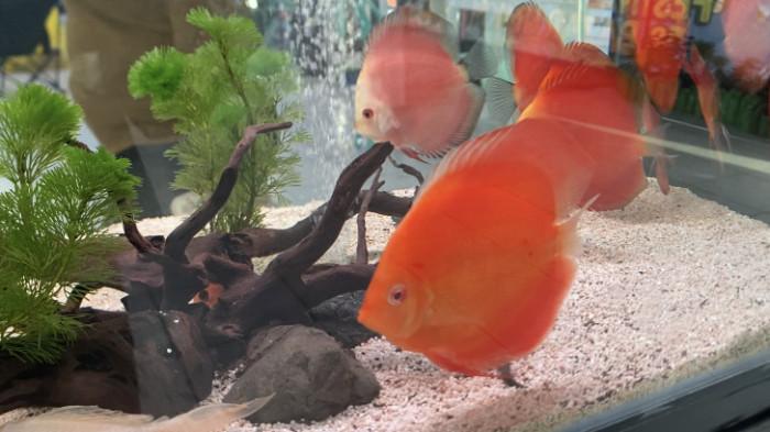 Komunitas Ikan Hias Berau Meriahkan Hari Ikan Nasional dengan Pameran Edukatif