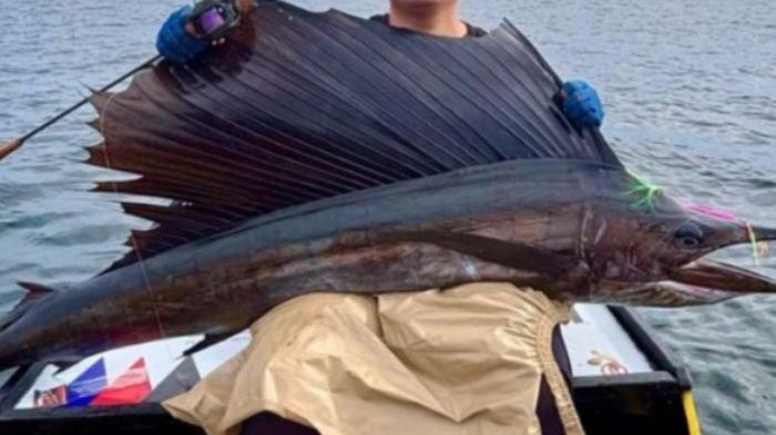 MANCING IKAN MARLIN - Penampakan Ikan Marlin berukuran 20 kilogram di Perairan Bontang, Kalimantan Timur yang berhasil diangkut pemancing. Videonya viral di media sosial