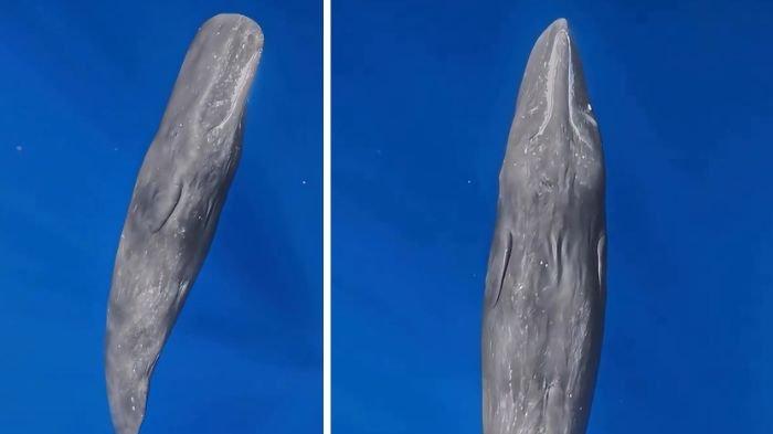 PAUS SPERMA - Penampakan Paus Sperma muncul di perairan Maratua, Berau, Kalimantan Timur. Videonya viral di media sosial