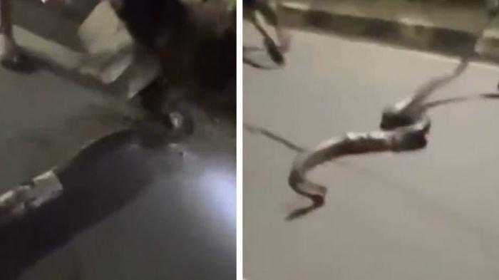 EVAKUASI ULAR PITON - Tangkapan layar warga Samarinda, Kalimantan Timur sedang mengevakuasi ular piton di daerah Meranti. Videonya viral di media sosial