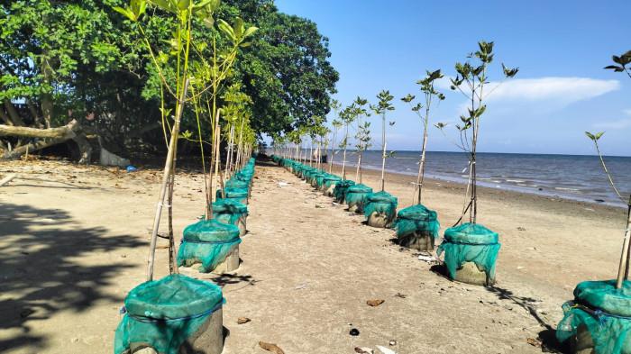 20260430 tanam mangrove