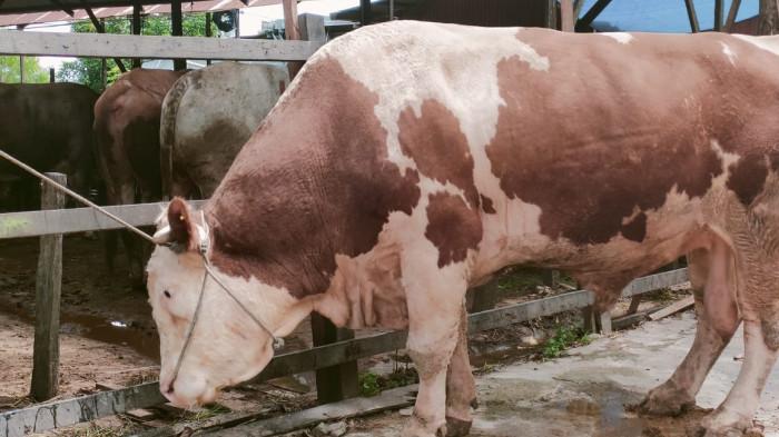 HEWAN KURBAN IDULADHA - Sapi yang dijual, siap untuk jadi hewan kurban Iduladha di Kampung Timur, Kecamatan Balikpapan Utara, Kota Balikpapan, Kalimantan Timur pada Senin (25/5/2026) pagi. (TRIBUNKALTIM.CO/BUDI SUSILO) 
