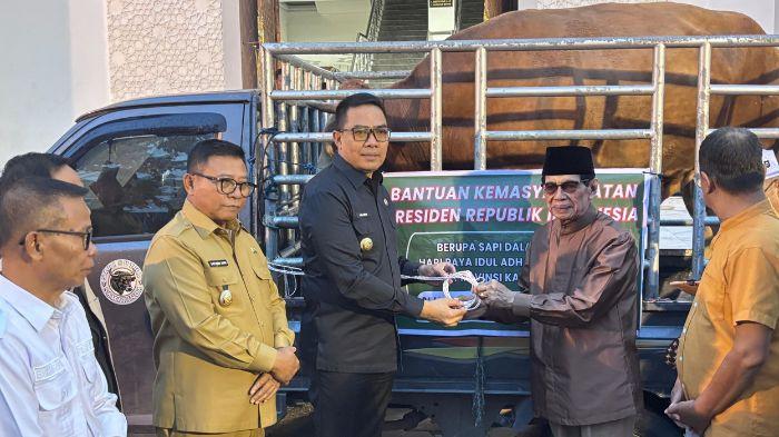 SAPI KURBAN PRESIDEN - Walikota Samarinda, Andi Harun menyerahkan sapi kurban bantuan Presiden Republik Indonesia Prabowo Subianto kepada pengurus Masjid Raya Darussalam, Selasa (26/5/2026) sore. (TRIBUNKALTIM.CO/RAYNALDI PASKALIS)