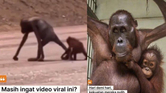 ORANG UTAN - Potret dua orang utan tampak kurus kering (kiri) videonya sempat viral di media sosial, kini sudah sehat dan dilepaskan ke Hutan Lindung Gunung Batu Mesangat, Kutai Timur, Kaltim (kanan).