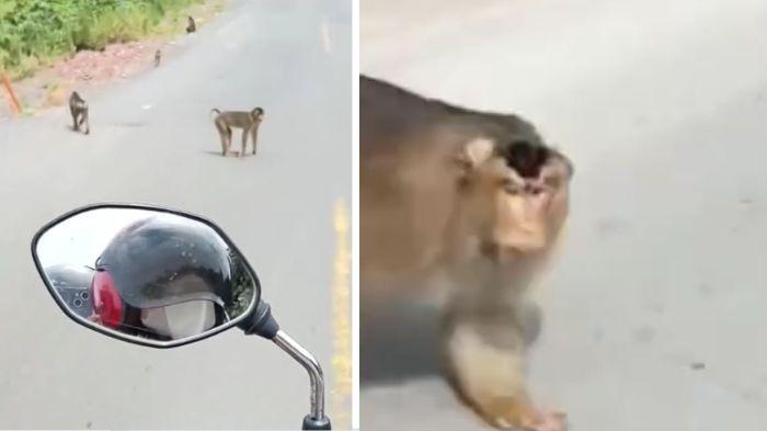 DIHAMPIRI MONYET - Sebuah rekaman video viral memperlihatkan momen pengendara sepeda motor wanita saat melintasi jalan raya yang tampak dikerumuni oleh kawanan monyet liar yang menduduki badan jalan.