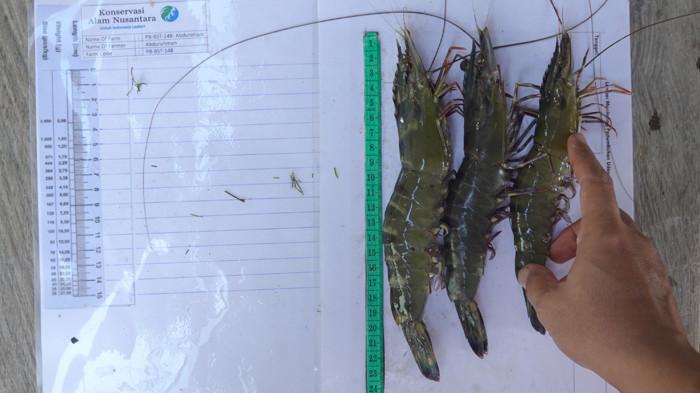 PANEN UDANG - Momen pengukuran udang windu hasil panen tambak SECURE di Kampung Pegat Batumbuk dan Kampung Suaran, Kabupaten Berau, Kalimantan Timur, Rabu (3/6/2026).