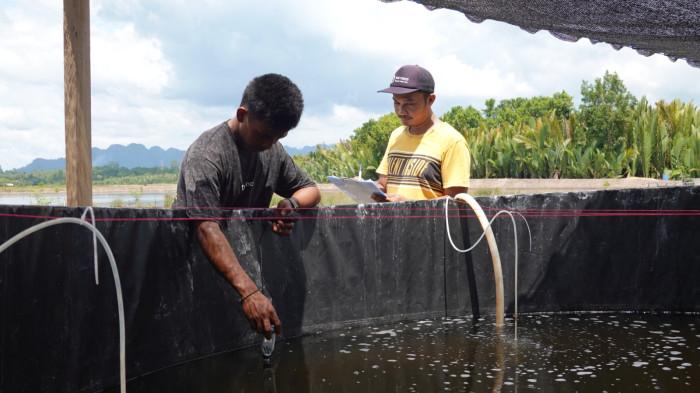 BENIH UDANG WINDU - Petambak di Kabupaten Berau, Kalimantan Timur sedang mengerjakan teknik nursery atau pendederan sebagai bagian dari proses aklimatisasi benih udang windu dan ikan bandeng sebelum ditebar ke tambak pembesaran. Dengan teknik ini, benih dapat lebih kuat dan tingkat kelangsungan hidupnya lebih baik. (HO/YKAN/Nugroho Arif Prabowo)