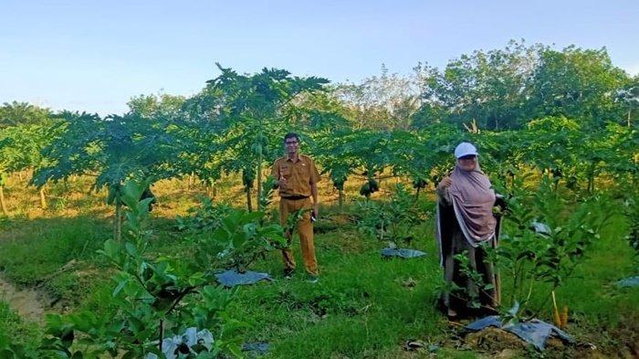 Pastikan Produk Pertanian Aman Dikonsumsi, DKP Paser Berikan Penyuluhan Sertifikasi Prima Tiga